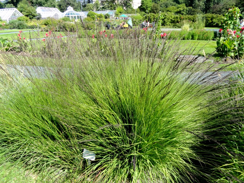 Molinia caerulea - Botanical Garden in Kaisaniemi, Helsinki - DSC03557