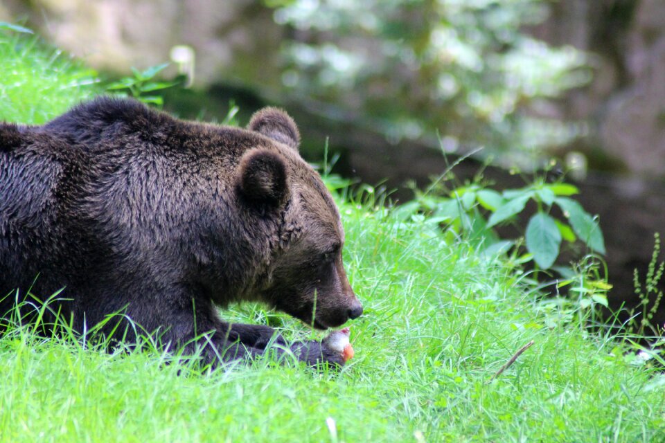 Wild animal predator nature
