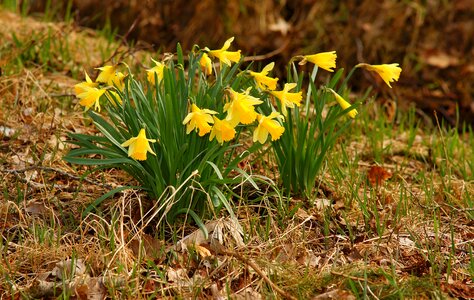 Grass osterglocken daffodils photo