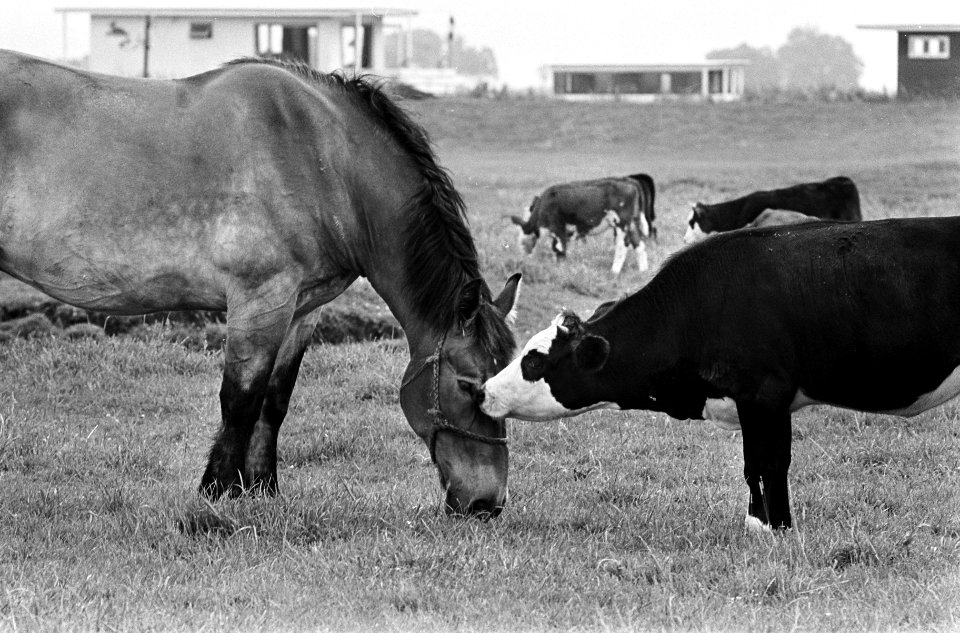 Moederloze pink bij Roelofarendsveen in de wei met paard, Bestanddeelnr 917-9881