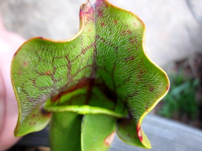 Mouth of pitcher plant