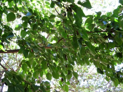 Mulberry Tree4