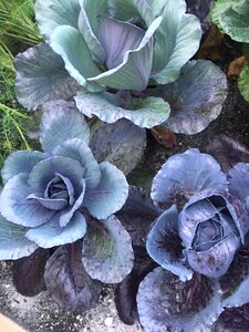 Vegetable organic color