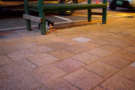 Cat street cat nyan photo