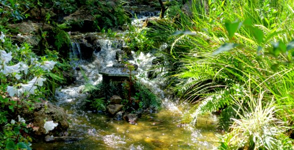 Modern Romantic Garden - Morikami Museum and Japanese Gardens - Palm Beach County, Florida - DSC03422