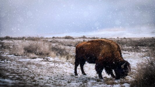 Nature animal wildlife