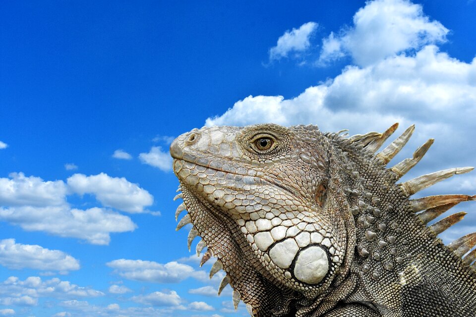 Close up reptile animal world