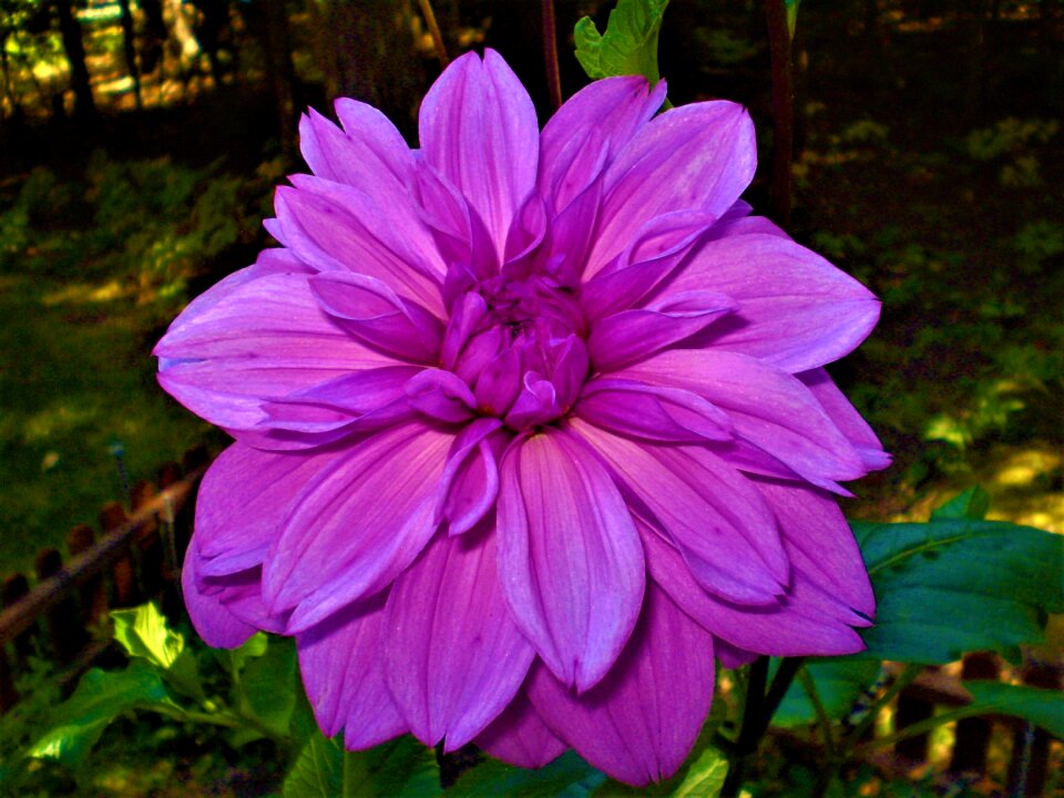 Dahlia summer colorful