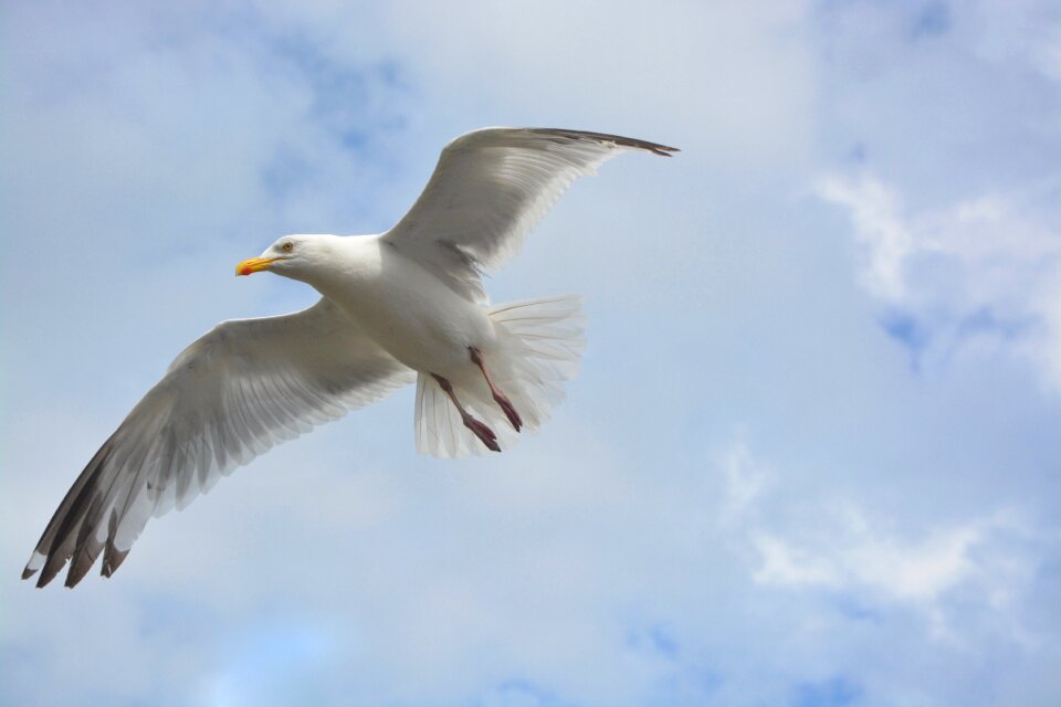 Wings white seagull seabird