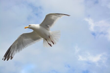 Wings white seagull seabird
