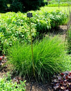 Molinia caerulea 'Sirene' - Savill Garden - Windsor Great Park, England - DSC06160