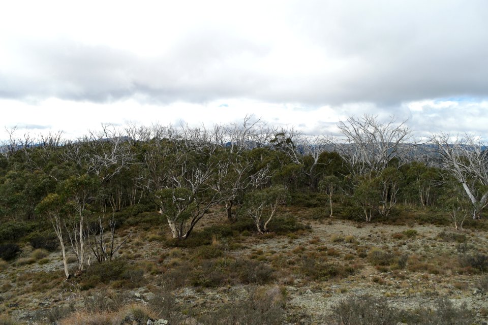 Mount Aggie, Brindabella Range, Namadgi National Park 13