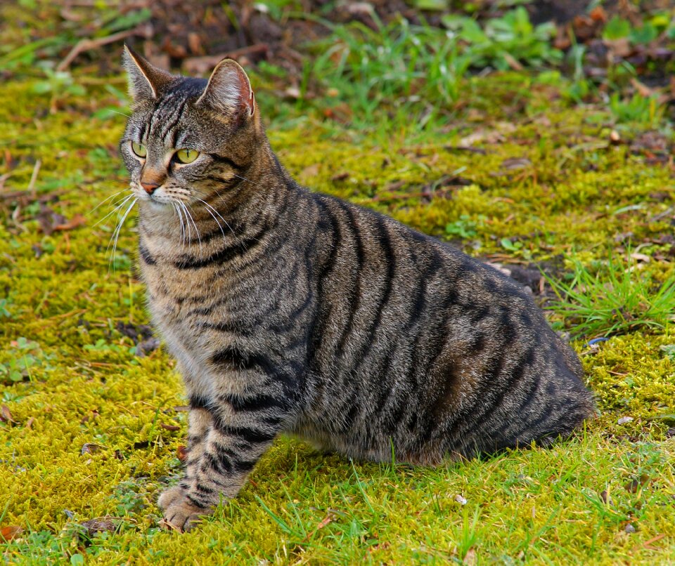 Mammal portrait tiger cat