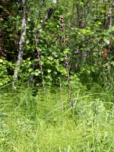 Molinia caerulea Kemi, Finland 15.07.2013