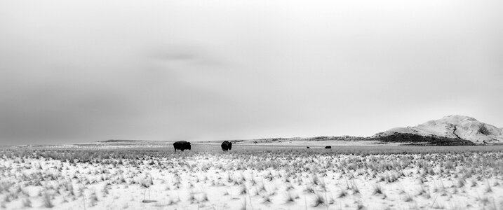 Landscape horizontal plane bison photo
