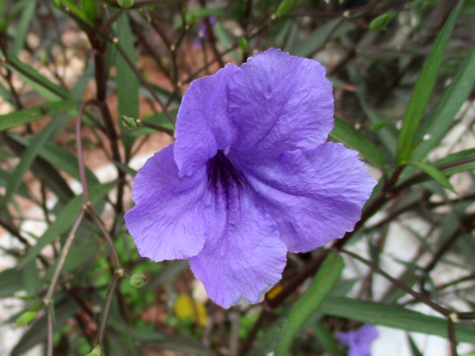 Mexican petunia (Ruellia simplex) flower