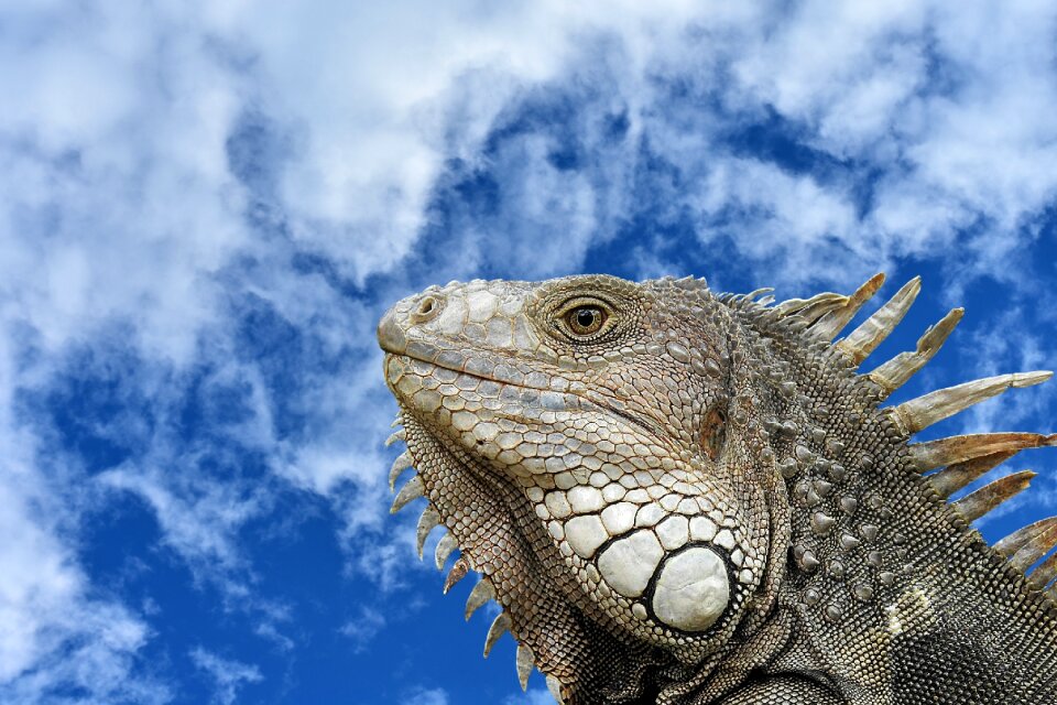 Close up reptile animal world