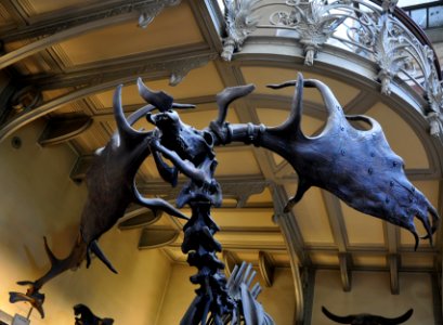 MNHN Paris Megaloceros giganteus 13052012 1