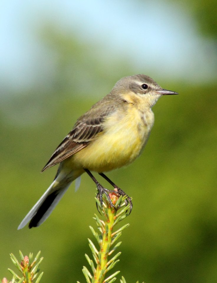 Motacilla flava Oulu 20140623 02