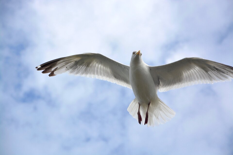 Seabird sea sky