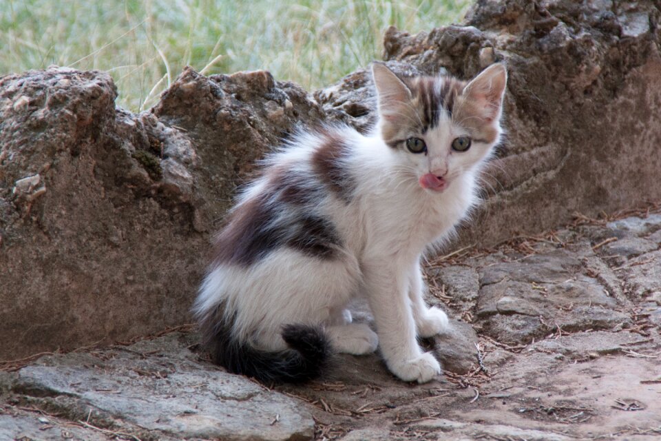 Cat relamiendo puppy