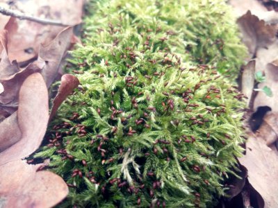 Mossy Bark (201072523)
