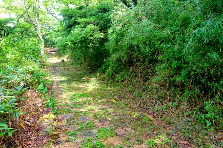 Motohakone-Kojiri path - Hakone, Japan - DSC05670