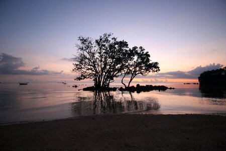 Nature dawn tree photo