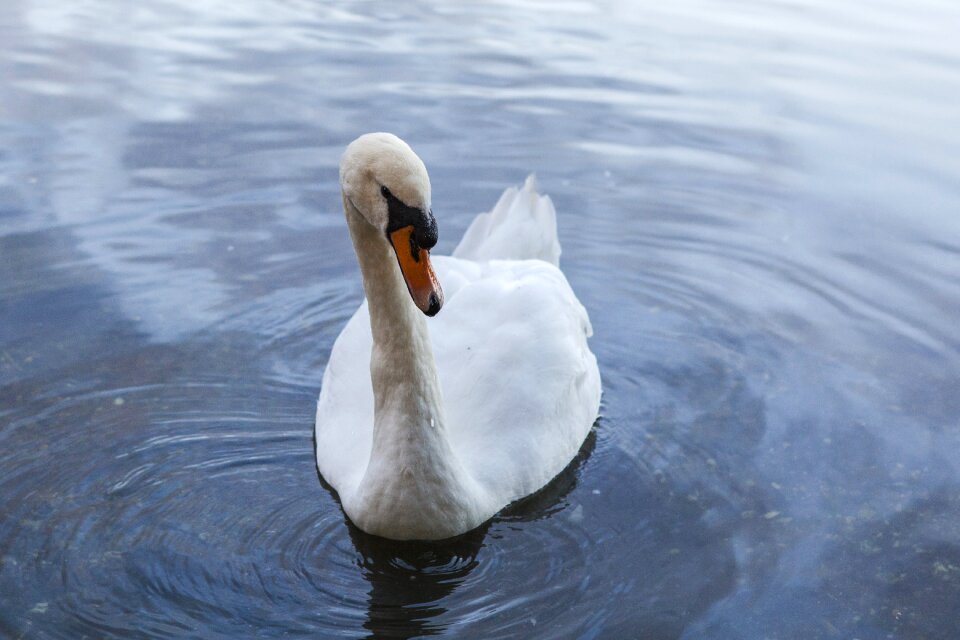 Swan sterling university of stirling