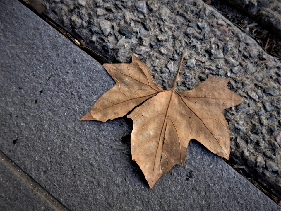 Leaf autumn footpath