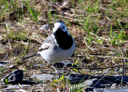 Motacilla alba Oulu Finland 2016-05-09