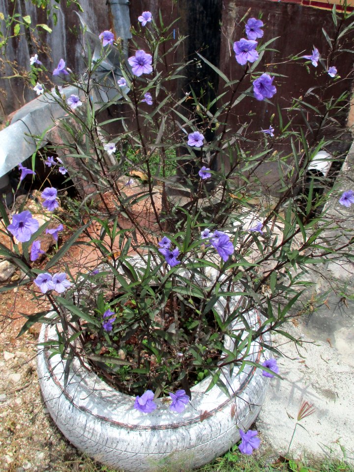 Mexican+petunia (Ruellia simplex) habit