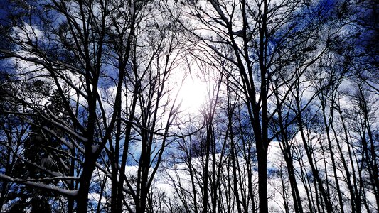 Winter branch silhouette photo