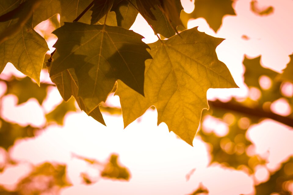 Autumn foliage dries dry leaf