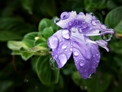 Flower mauve raindrops