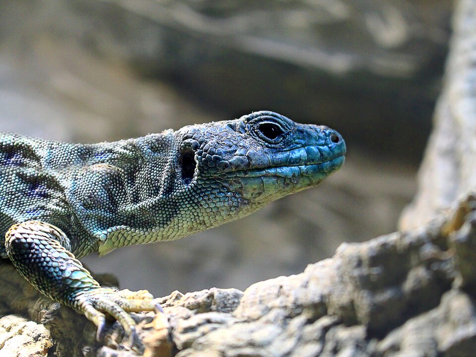 Animal animal world close up