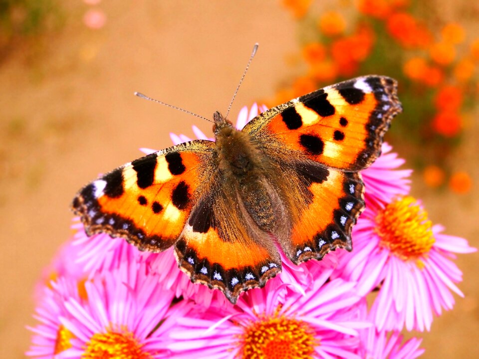 Summer insect animals
