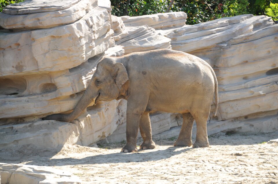 Zoo young pachyderm