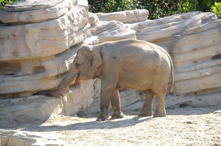 Zoo young pachyderm