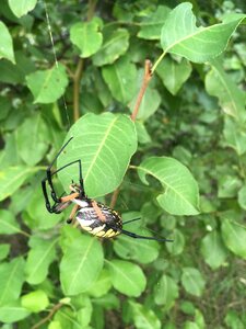 Insect arachnid orb
