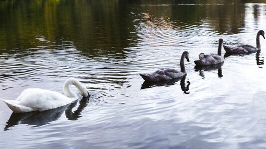 Swan sterling university of stirling