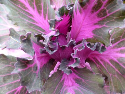 Cabbage macro purple