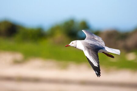 Sea gull animal photo