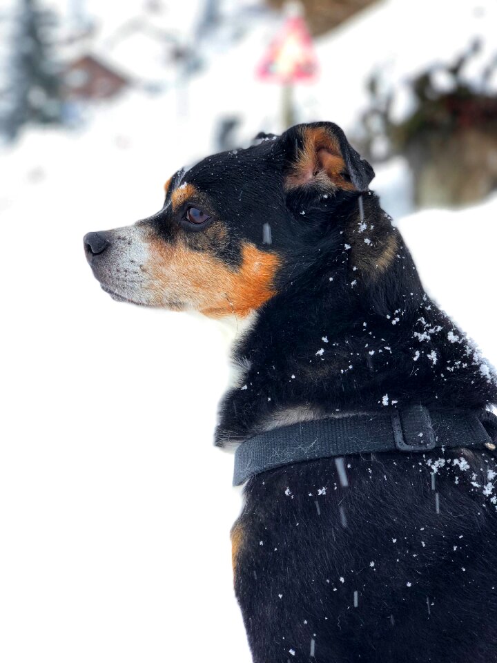 Search winter snow