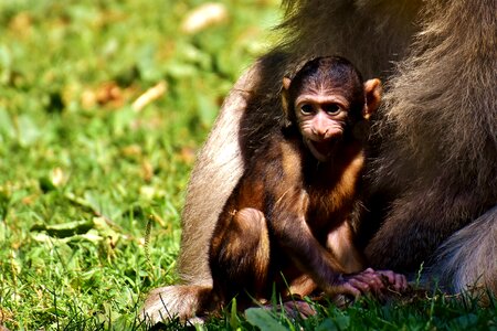 Endangered species monkey mountain salem animal