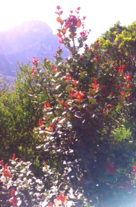 Maurocenia F - Kirstenbosch Gdns Cape Town