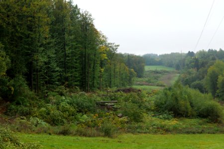 Maulbach forest after tree cuttings 2020-10-08 06