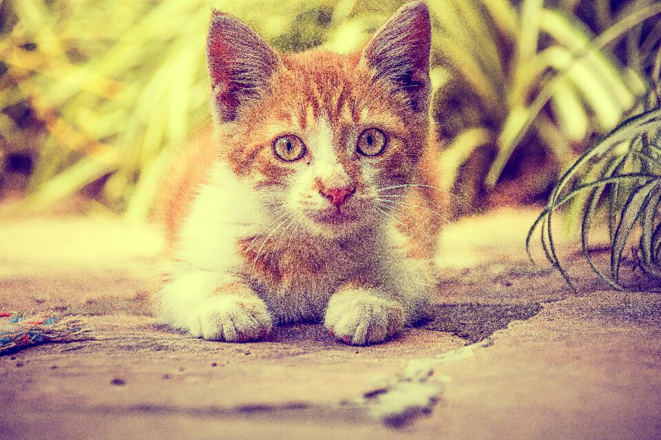 Cat pet animals