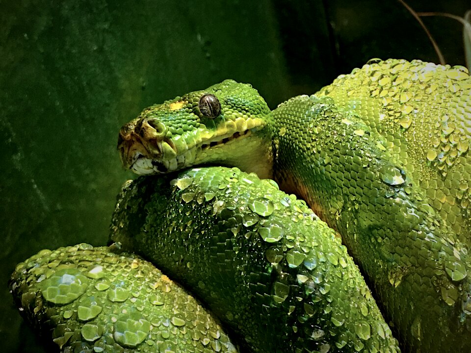 Poisonous reptile wildlife