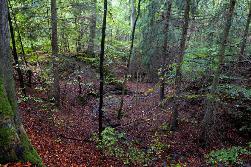 Maulbach forest 2020-10-08 31